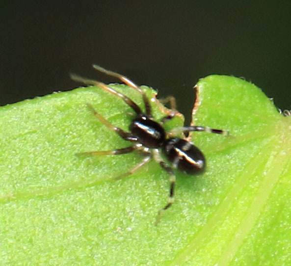 Batlass Insect Battalus in December 2024 by juliegraham173 · iNaturalist