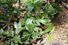Quercus georgiana