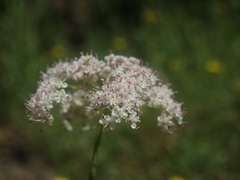 Perideridia parishii parishii