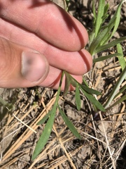 Perideridia parishii parishii