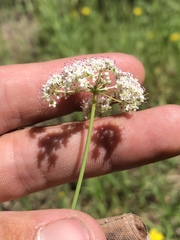 Perideridia parishii parishii
