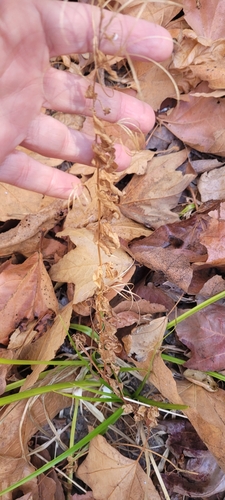 Foto de Dente-de-leão