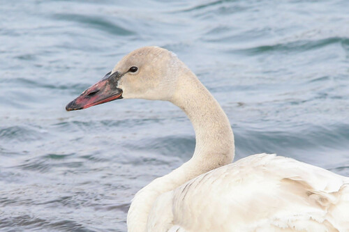 Tundra Swan, photo 10 of 10