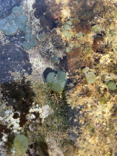 Dictyosphaeria versluysii observed 2025-01-01
