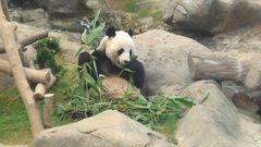 Ailuropoda melanoleuca