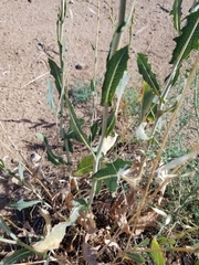 Lactuca serriola