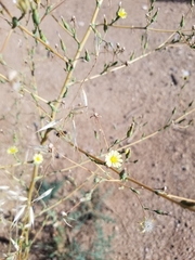 Lactuca serriola