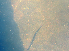 Characiformes