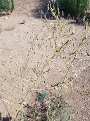 Lactuca serriola
