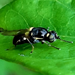 Oxycera leonina