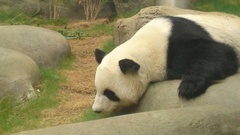 Ailuropoda melanoleuca