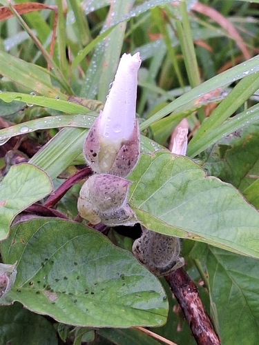 Foto de Batata-de-purga