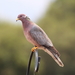 Band-tailed Pigeon - Photo (c) Paul Fenwick, some rights reserved (CC BY-NC), uploaded by Paul Fenwick