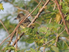 Myiarchus panamensis