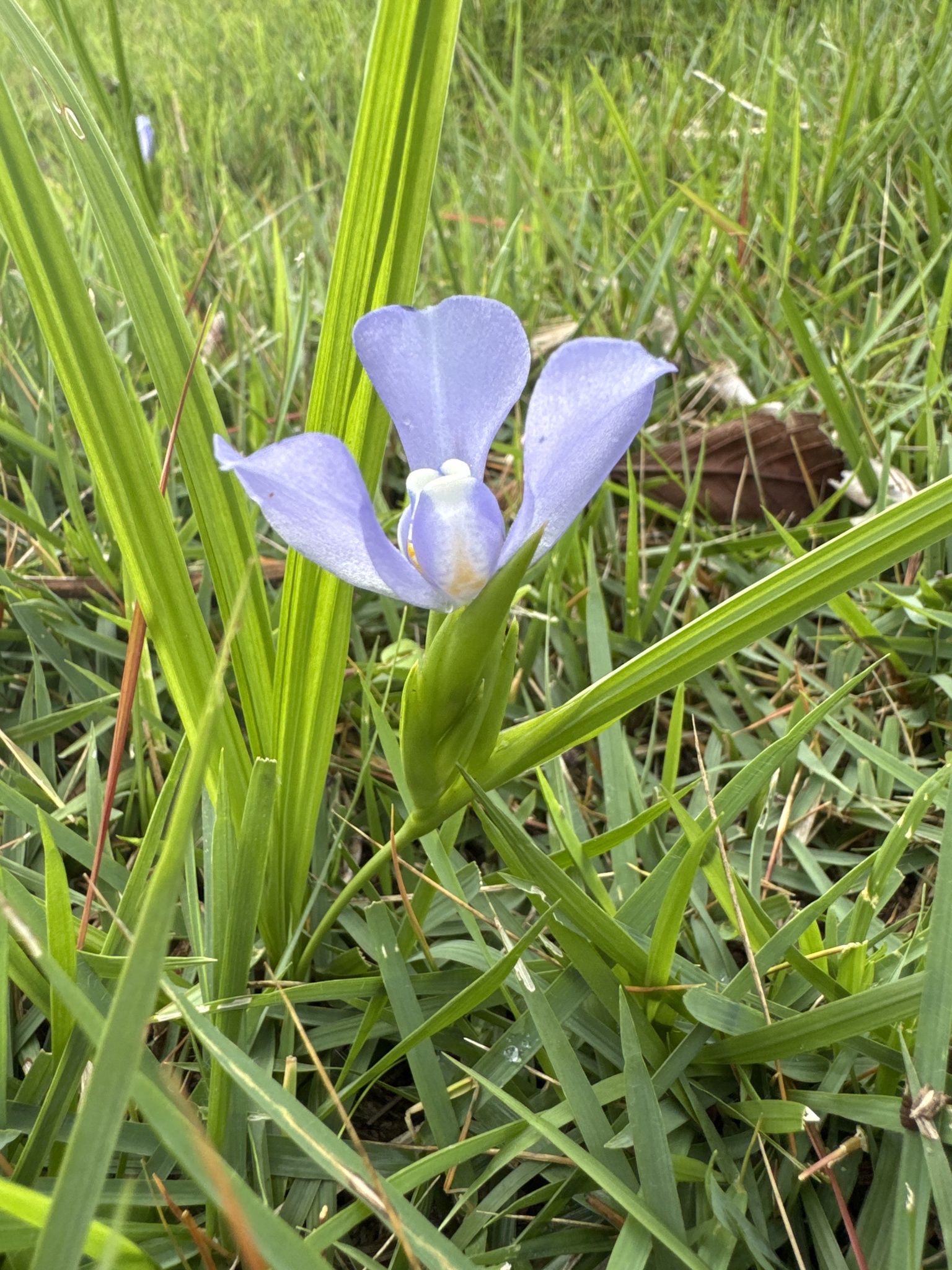 Imagem de Cipó-de-sapo