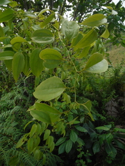 Smilax domingensis