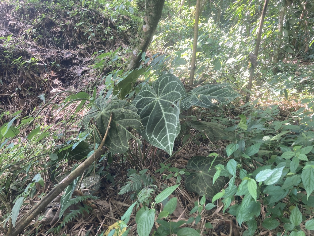 Anthurium magnificum; photograph (c) julianazuluaga-carrero, some rights reserved (CC BY-SA)