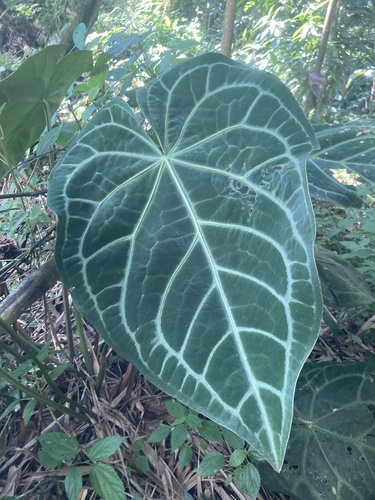 Anthurium magnificum, photograph 2