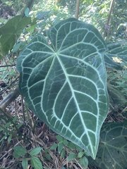 (c) julianazuluaga-carrero, some rights reserved (CC BY-SA) Anthurium magnificum, photograph (c) julianazuluaga-carrero, some rights reserved (CC BY-SA)