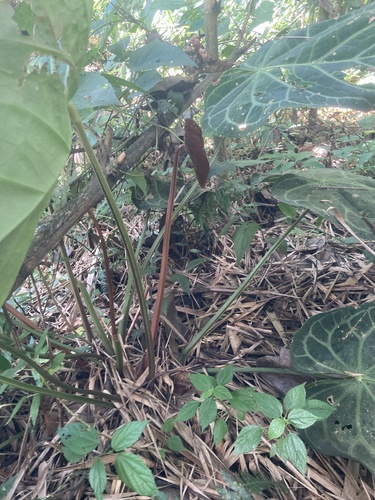 Anthurium magnificum, photograph 3