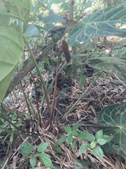 (c) julianazuluaga-carrero, some rights reserved (CC BY-SA) Anthurium magnificum, photograph (c) julianazuluaga-carrero, some rights reserved (CC BY-SA)