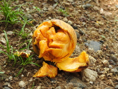 Strychnos panamensis