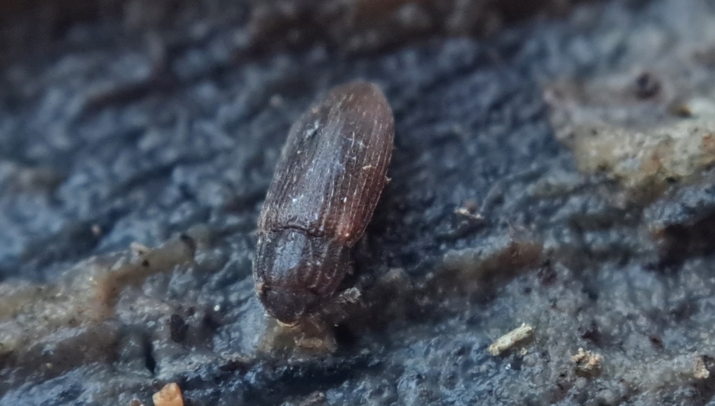 Anchorius dollyae