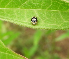 Brachiacantha decempustulata