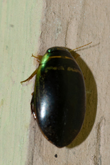 Thermonectus basillaris
