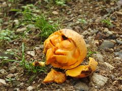 Strychnos panamensis