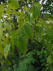 Smilax domingensis