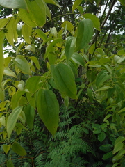 Smilax domingensis