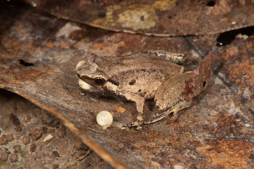 Bomberai Rainforest Frog, Cophixalus tetzlaffi