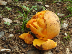 Strychnos panamensis