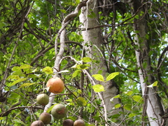 Strychnos panamensis