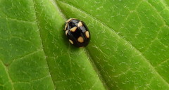 Brachiacantha decempustulata