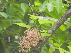 Strychnos panamensis