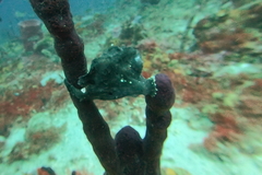 Antennarius multiocellatus