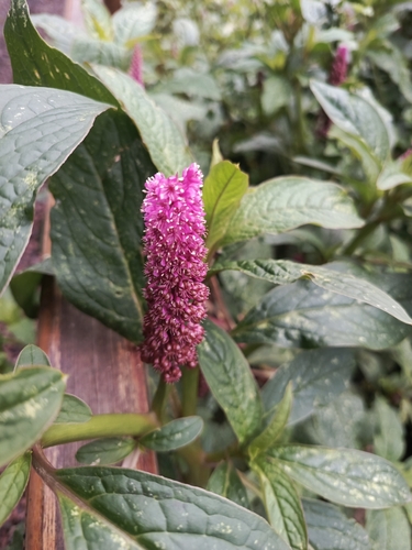 Foto de Boldo-gambá