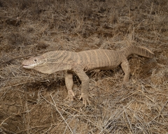 Spencer's Monitor photo 2