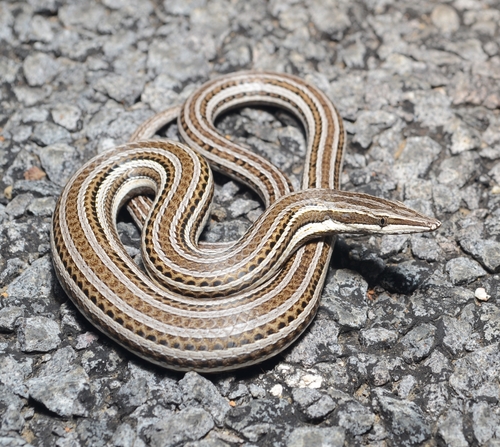Burton's Legless Lizard