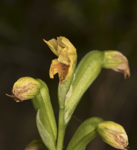 Image of Gavilea litoralis by (c) Pablo Silva, some rights reserved (CC BY)