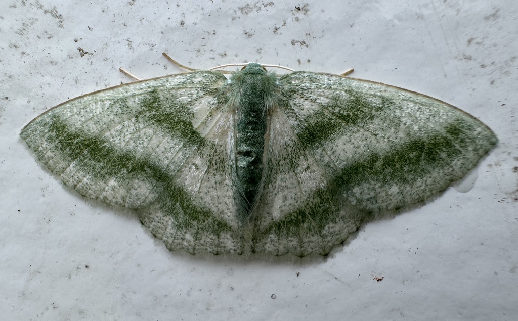Maxates balteata