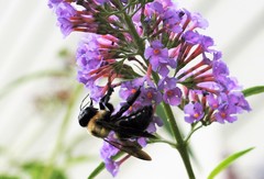 Xylocopa virginica