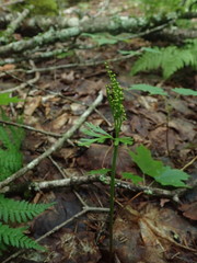 Botrychium angustisegmentum