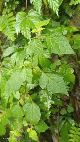 Foto de Camapu