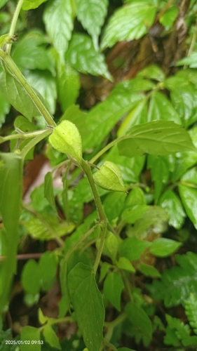 Foto de Camapu