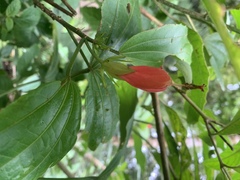 Malvaviscus penduliflorus