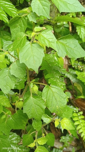 Camapu