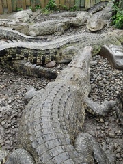 Crocodylidae